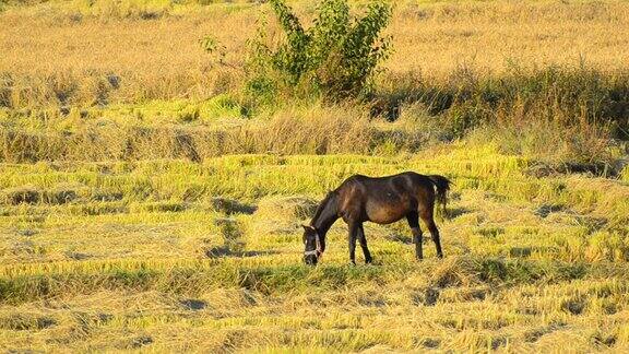 马在吃草