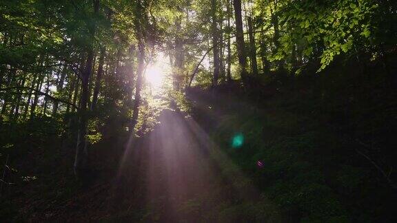 早晨的阳光穿过森林的树木是神圣的新的一天的开始森林的觉醒4K10位视频