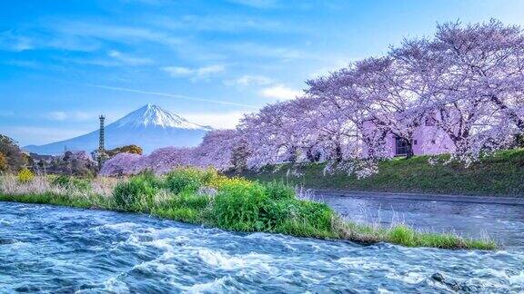 4K延时:日本富士山的春天景观