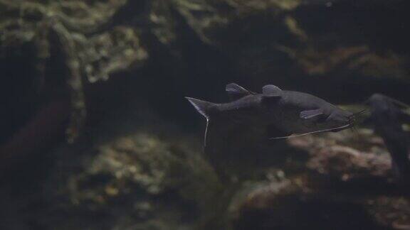 下图:亚洲倒挂鲶鱼巴格鲁斯在黑暗的洞穴中游泳