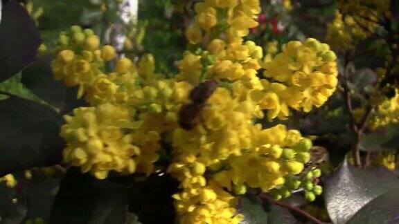蜜蜂在桃花心木的黄色花丛中寻找花粉