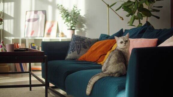 猫坐在客厅的沙发上家养动物灰色的小猫用绿色的大眼睛看着周围毛茸茸的纯种宠物放松没有最好的朋友