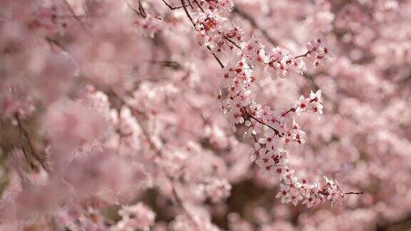 美丽的自然景观杏树开花在阳光明媚的春天
