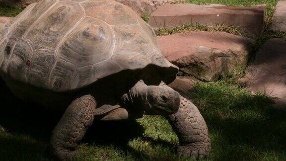 加拉帕戈斯巨龟龟行走-黑龟