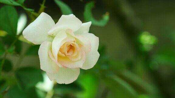 树上的小白玫瑰