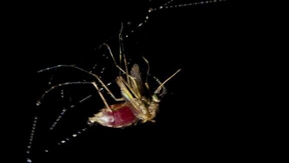 蚊子喝了人的血钻进了网里