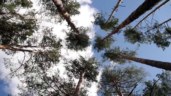 高大的松树在森林中映衬着美丽的蓝天