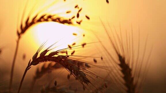 日落时分谷粒落在小麦穗上