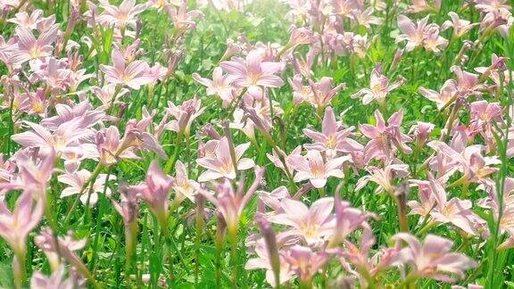 粉红的西风花雨百合