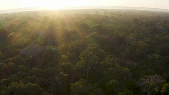 在非洲中部的热带雨林中阳光从大猴面包树的树梢上照射下来
