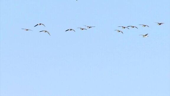 几百只大雁带着一大群大雁飞过湖面