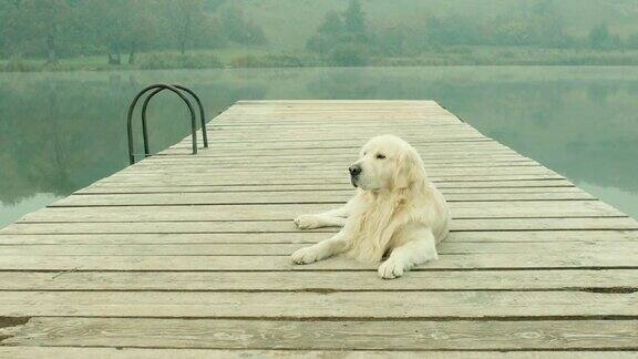 一只寻回犬躺在码头上