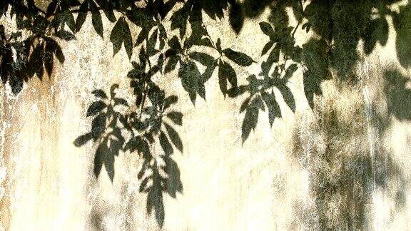 树叶的影子映在墙上