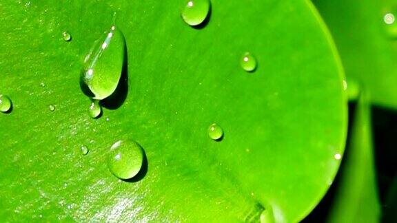 超慢动作1000FPS:水滴在绿叶上