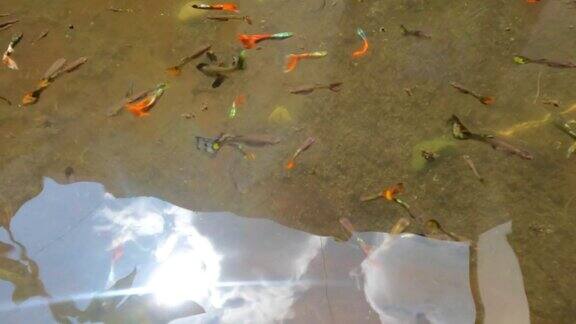 浅水浑浊的池塘用来容纳五颜六色的斗鱼