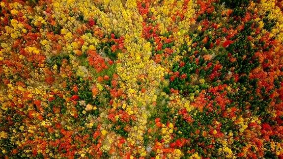 鸟瞰图:在喀尔巴阡山美丽的混交林在秋天充满活力的颜色
