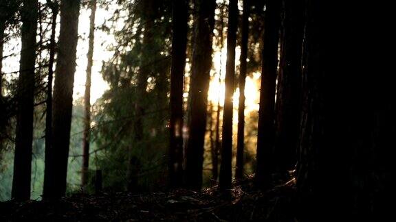 阳光下的神秘森林