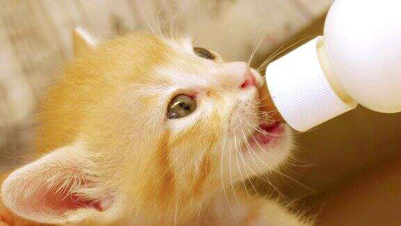 小猫喝奶瓶(高清)