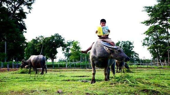 骑着水牛的孩子们在泰国农村读书(手持相机)