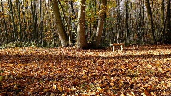 一片片金色的秋叶缓缓飘落在古老森林的地面上