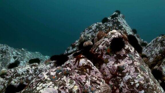 海胆在海底寻找食物