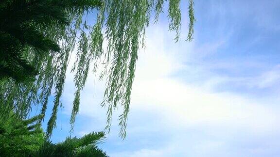蓝色的天空下一棵绿色的柳树在风中移动的低角度镜头