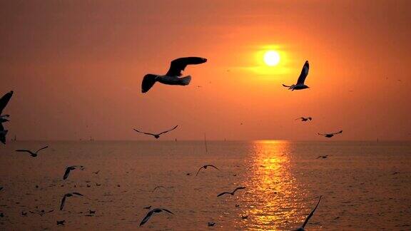 日落时分海鸥飞过海面