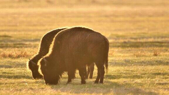 放牧的野牛:黄石国家公园