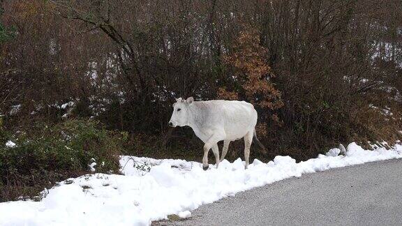 奶牛在白雪覆盖的山路上