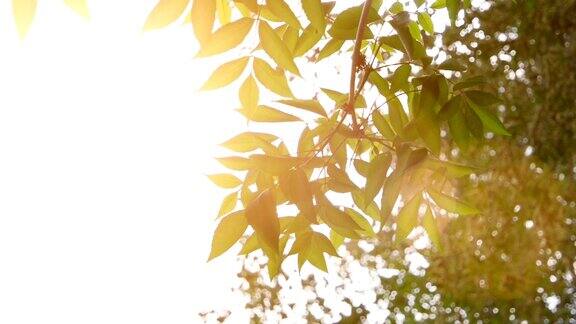 树叶在阳光明媚的日子里慢镜头