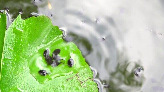 蝌蚪和鱼儿在绿色的水中游泳