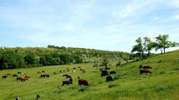 近距离观看一群吃草的牛绿色的草地美丽的花朵和蓝色的云的自然农场景观