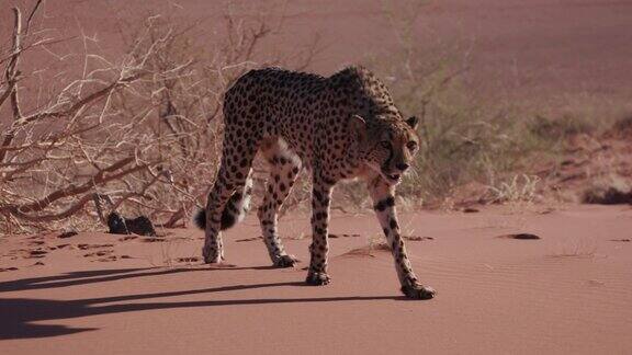 4K猎豹行走在纳米布沙漠的红色沙丘上