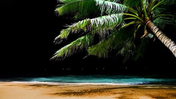 晚上海滩上的棕榈