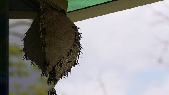 黄蜂在窗户上筑巢