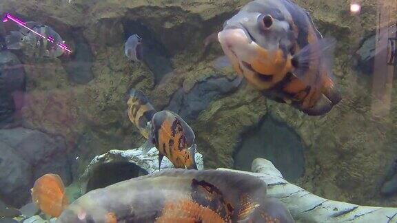 水族馆大鱼