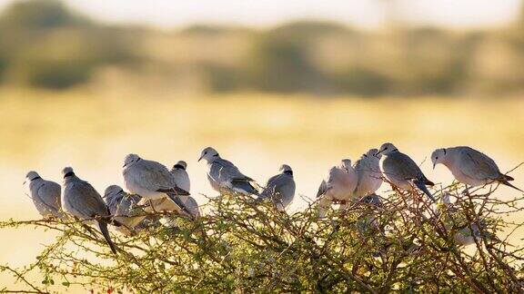 在非洲博茨瓦纳的萨瓦纳一群欧亚颈圈鸽子坐在一棵小树上
