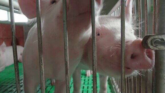 农场猪笼里的小猪