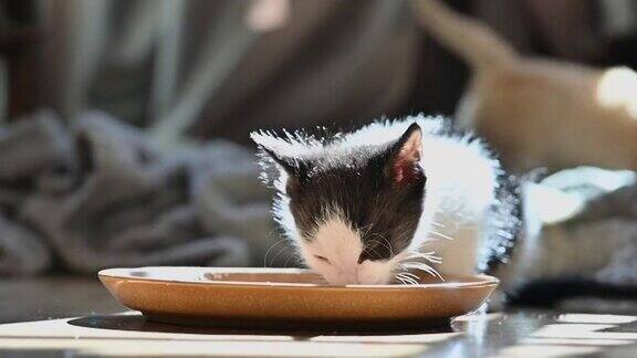 黑白小猫从盘子里喝水的4k视频背景是一只姜黄色小猫