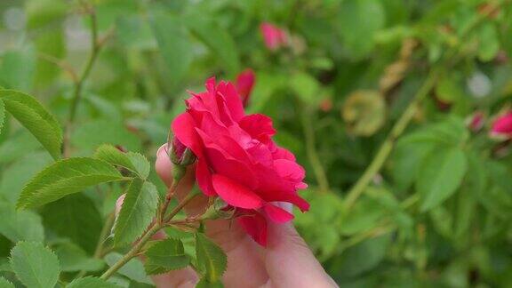 女性手握红玫瑰花蕾用手指轻轻抚摸花瓣