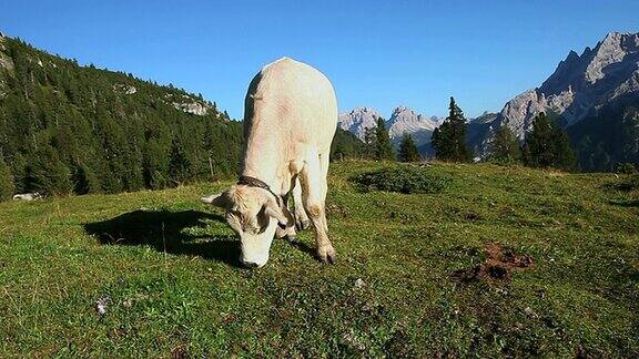 高清放牧奶牛在高山牧场
