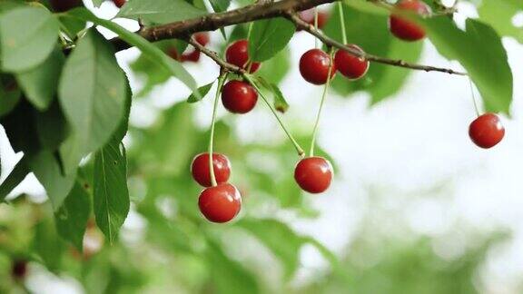 农民手中的红甜樱桃春天的花园里有红浆果女人的手正从樱桃树枝上取下多汁的红樱桃