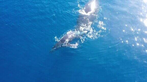 母座头鲸和幼鲸在夏威夷毛伊岛海岸