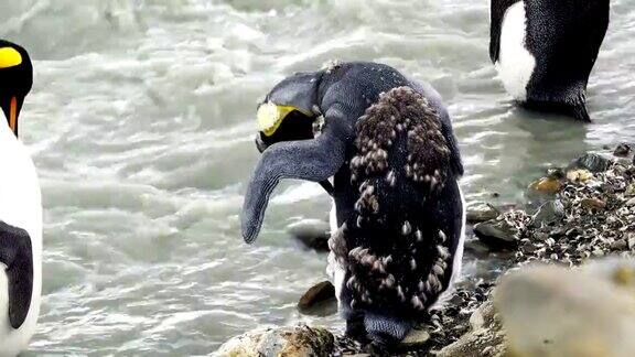 企鹅站在流水边