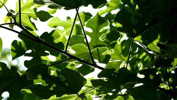 热带树木的绿叶与早晨的阳光