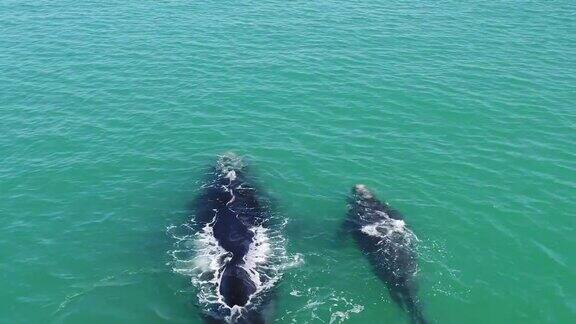 近距离观察南露脊鲸幼崽和母亲