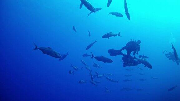 潜水员和杰克在深蓝色的海里捕鱼