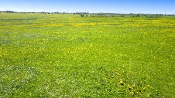 在阳光明媚的日子里你可以看到田野里盛开的黄色的蒲公英