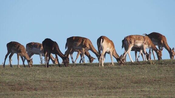 布里朱尼国家公园草地上的鹿