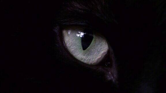 黑猫的眼睛特写